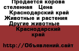 Продается корова стеленная › Цена ­ 60 000 - Краснодарский край Животные и растения » Другие животные   . Краснодарский край